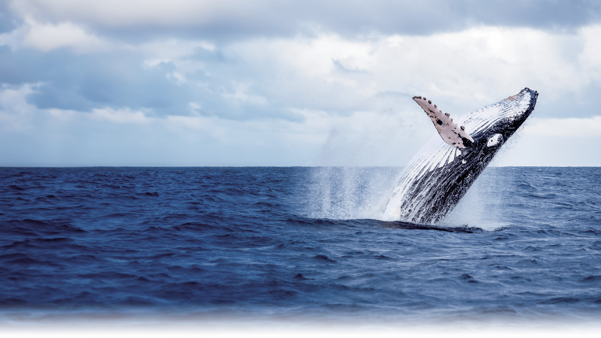 Learn about SARAYA's participation in the Blue Ocean Projects, and our actions to preserve the oceans.